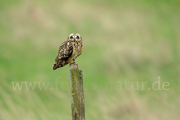 Sumpfohreule (Asio flammeus)