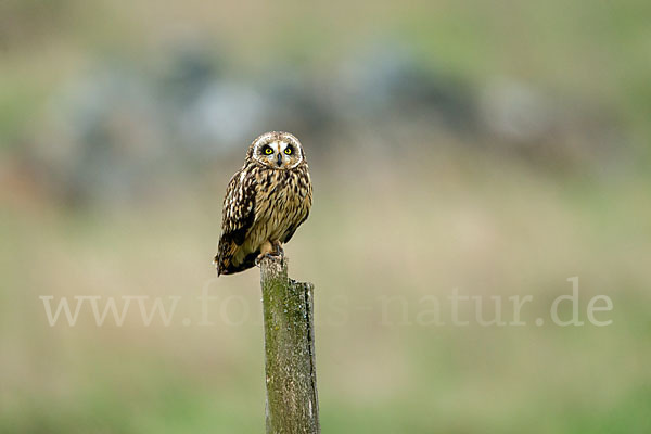 Sumpfohreule (Asio flammeus)