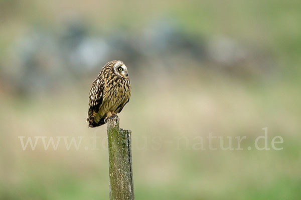 Sumpfohreule (Asio flammeus)