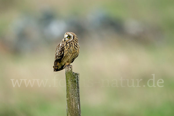 Sumpfohreule (Asio flammeus)