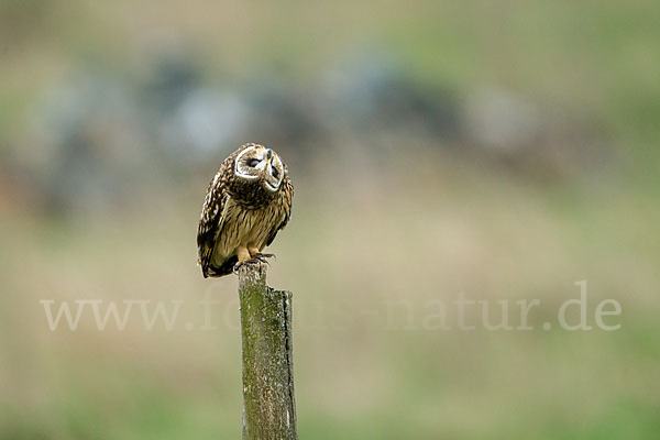 Sumpfohreule (Asio flammeus)