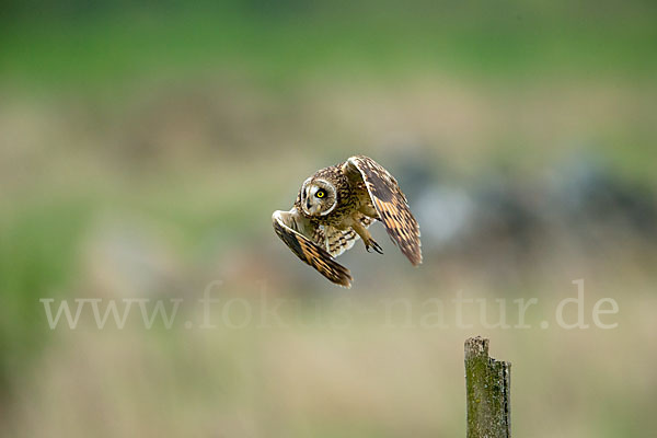 Sumpfohreule (Asio flammeus)