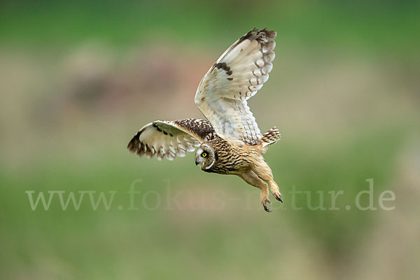 Sumpfohreule (Asio flammeus)