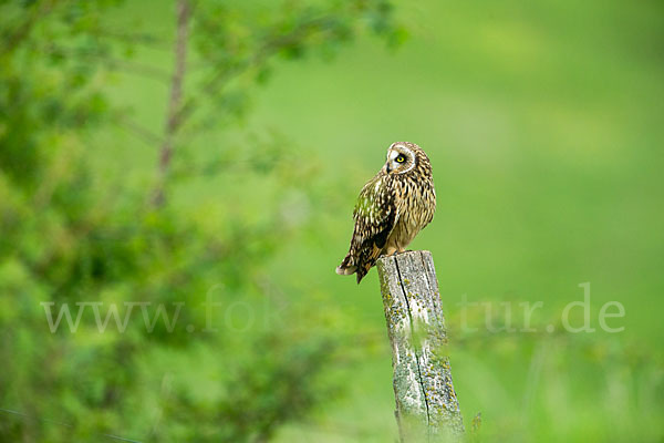 Sumpfohreule (Asio flammeus)