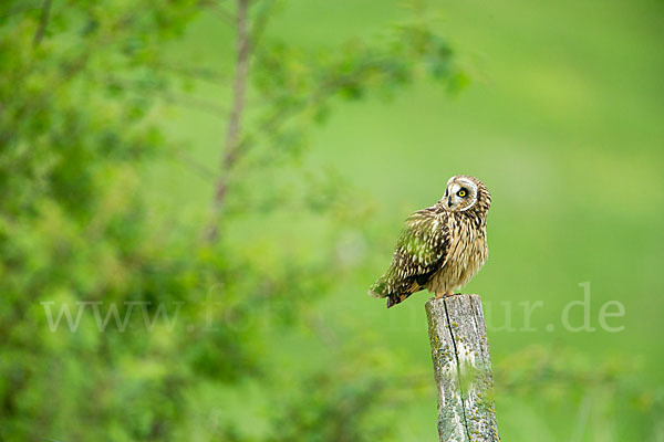 Sumpfohreule (Asio flammeus)