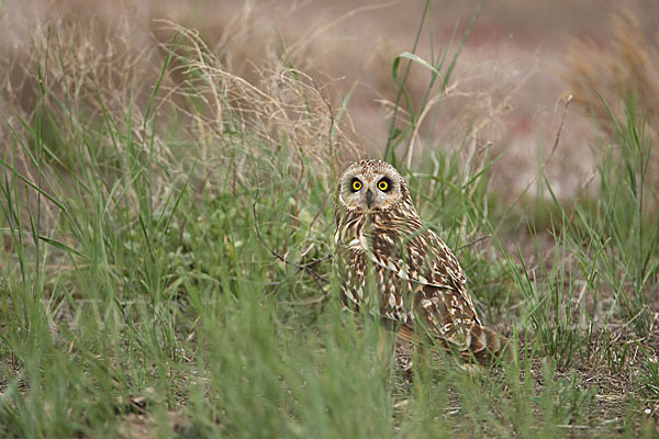 Sumpfohreule (Asio flammeus)