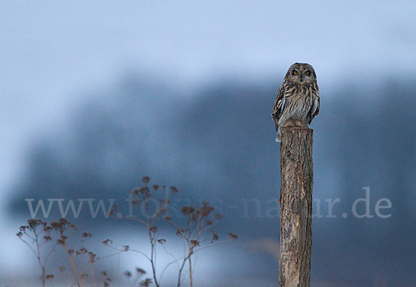 Sumpfohreule (Asio flammeus)