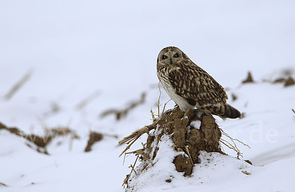 Sumpfohreule (Asio flammeus)