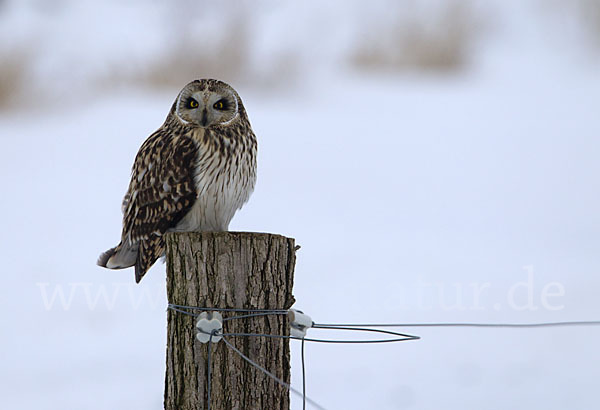 Sumpfohreule (Asio flammeus)