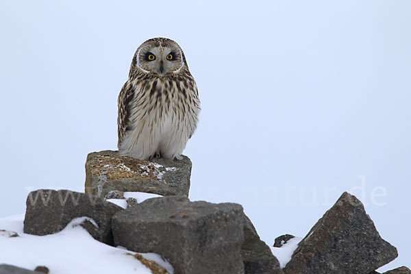 Sumpfohreule (Asio flammeus)