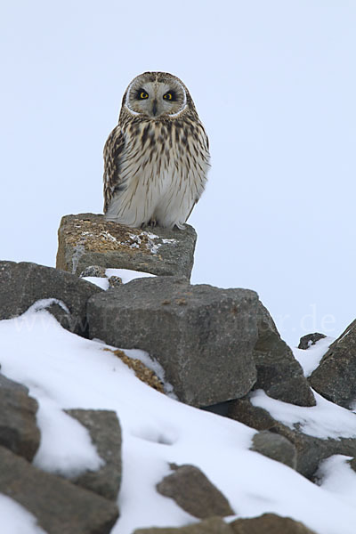 Sumpfohreule (Asio flammeus)