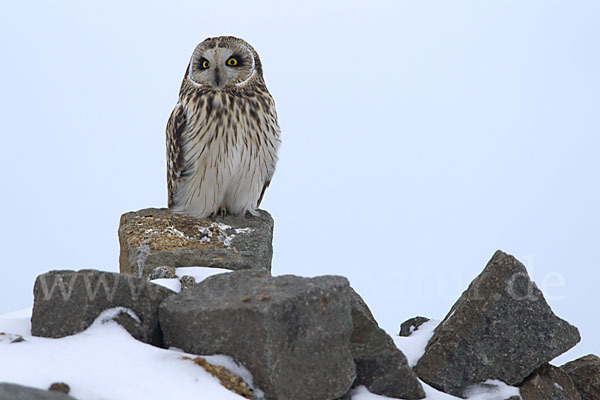 Sumpfohreule (Asio flammeus)