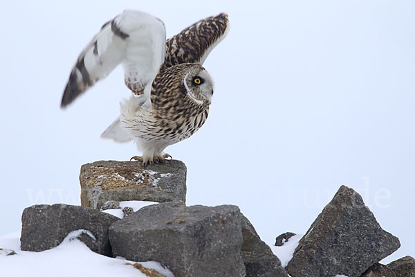 Sumpfohreule (Asio flammeus)