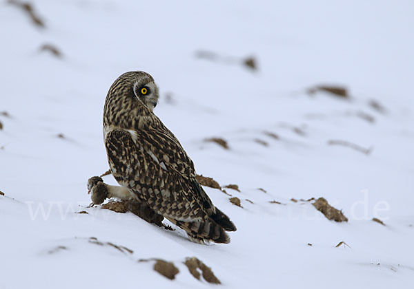 Sumpfohreule (Asio flammeus)