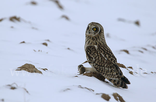 Sumpfohreule (Asio flammeus)