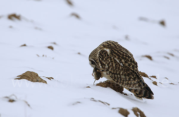 Sumpfohreule (Asio flammeus)