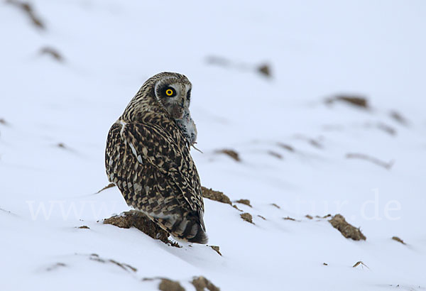 Sumpfohreule (Asio flammeus)