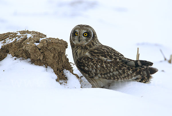 Sumpfohreule (Asio flammeus)