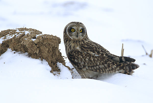 Sumpfohreule (Asio flammeus)