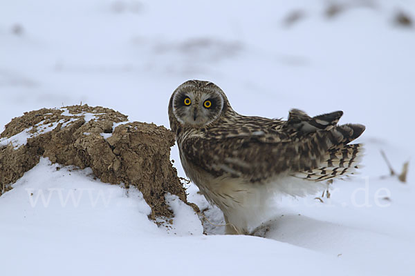 Sumpfohreule (Asio flammeus)