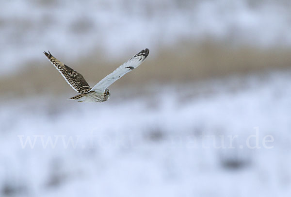 Sumpfohreule (Asio flammeus)