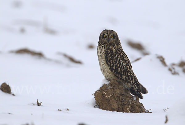 Sumpfohreule (Asio flammeus)