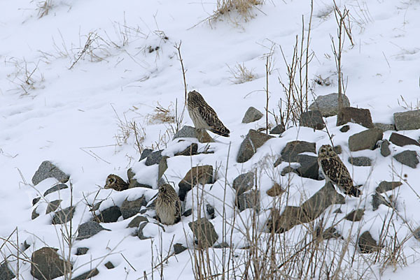 Sumpfohreule (Asio flammeus)