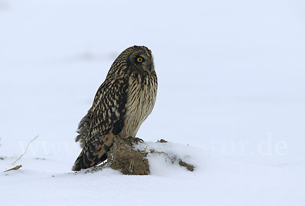 Sumpfohreule (Asio flammeus)