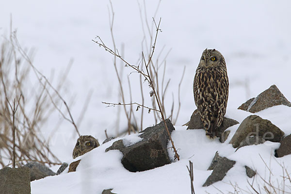 Sumpfohreule (Asio flammeus)