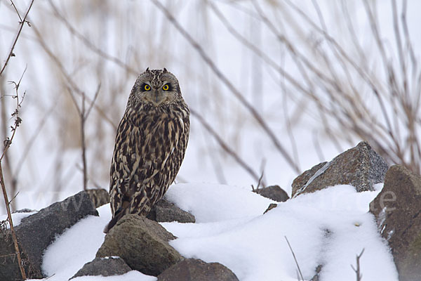 Sumpfohreule (Asio flammeus)