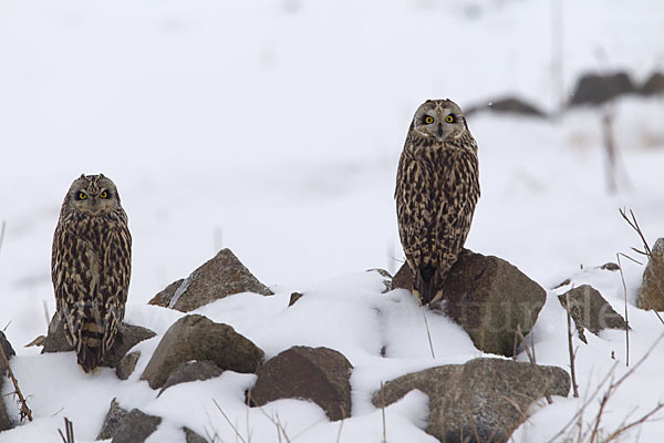 Sumpfohreule (Asio flammeus)