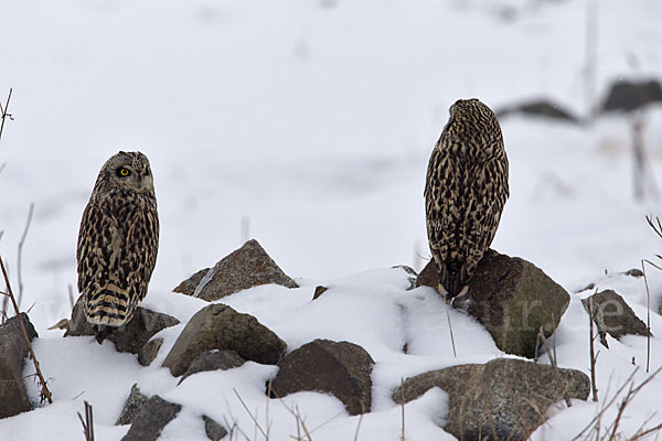 Sumpfohreule (Asio flammeus)