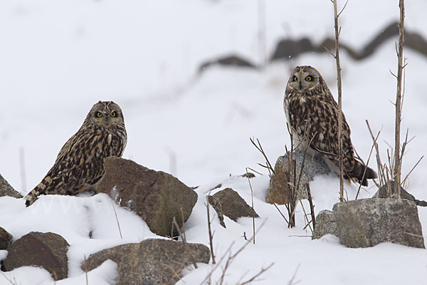 Sumpfohreule (Asio flammeus)