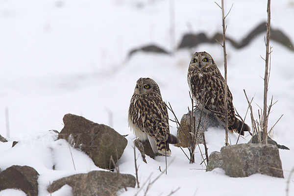 Sumpfohreule (Asio flammeus)