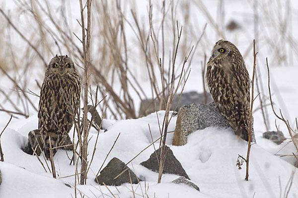 Sumpfohreule (Asio flammeus)