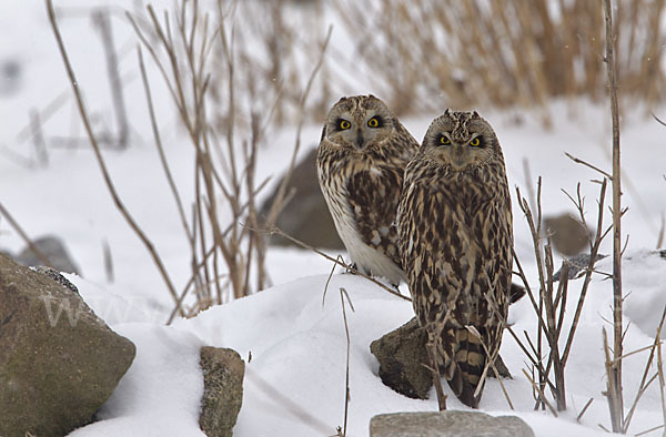 Sumpfohreule (Asio flammeus)