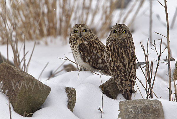 Sumpfohreule (Asio flammeus)