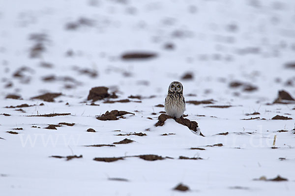 Sumpfohreule (Asio flammeus)