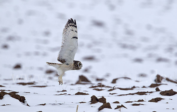 Sumpfohreule (Asio flammeus)