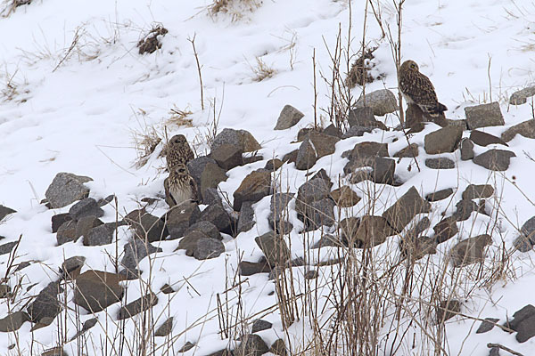 Sumpfohreule (Asio flammeus)