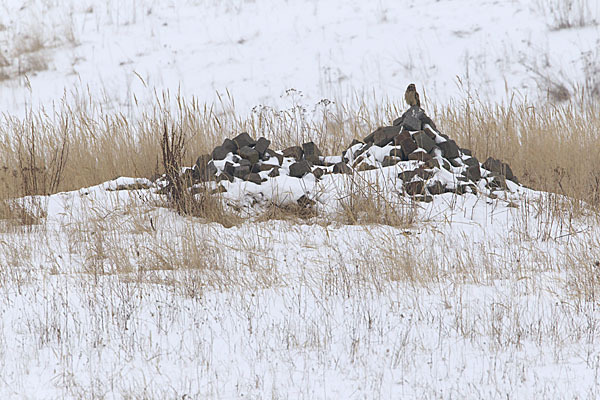 Sumpfohreule (Asio flammeus)