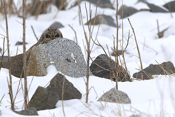 Sumpfohreule (Asio flammeus)