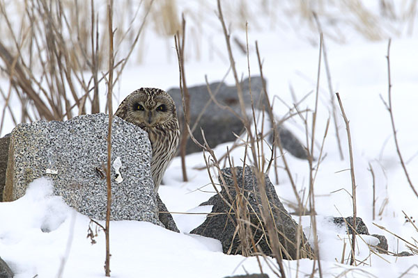 Sumpfohreule (Asio flammeus)