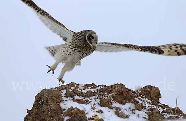 Sumpfohreule (Asio flammeus)