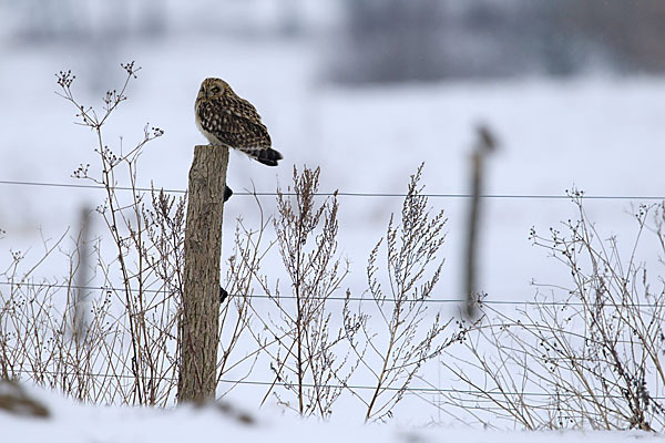 Sumpfohreule (Asio flammeus)