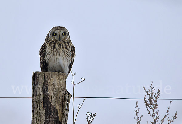 Sumpfohreule (Asio flammeus)