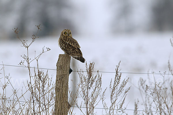 Sumpfohreule (Asio flammeus)