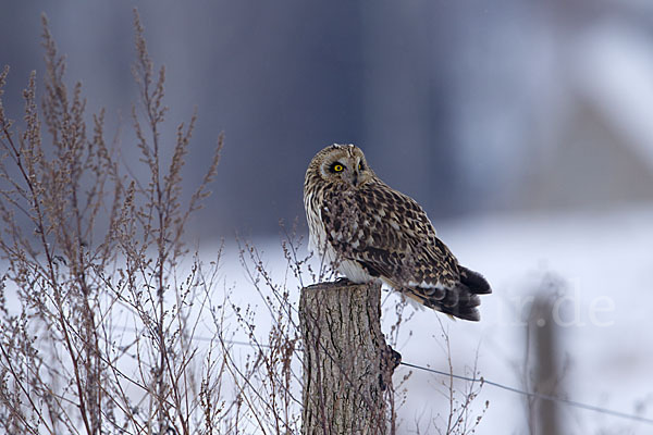 Sumpfohreule (Asio flammeus)