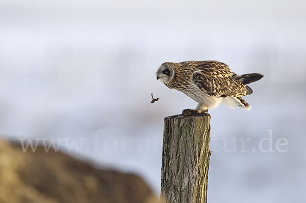 Sumpfohreule (Asio flammeus)