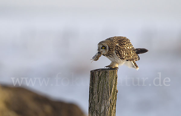 Sumpfohreule (Asio flammeus)